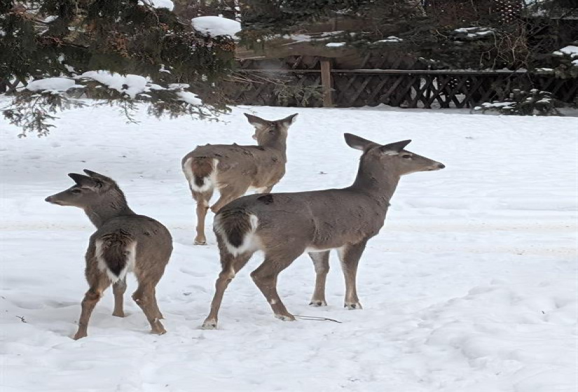 35 Kingston, 2 Bedrooms Bedrooms, 8 Rooms Rooms,2 BathroomsBathrooms,Residential,For Sale,Kingston