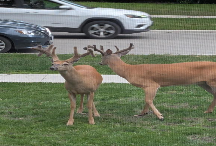 35 Kingston, 2 Bedrooms Bedrooms, 8 Rooms Rooms,2 BathroomsBathrooms,Residential,For Sale,Kingston