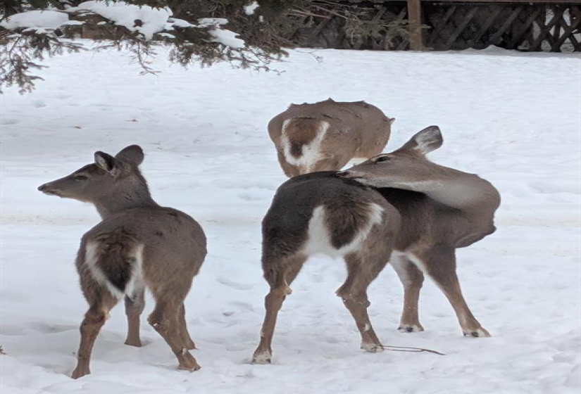 35 Kingston, 2 Bedrooms Bedrooms, 8 Rooms Rooms,2 BathroomsBathrooms,Residential,For Sale,Kingston