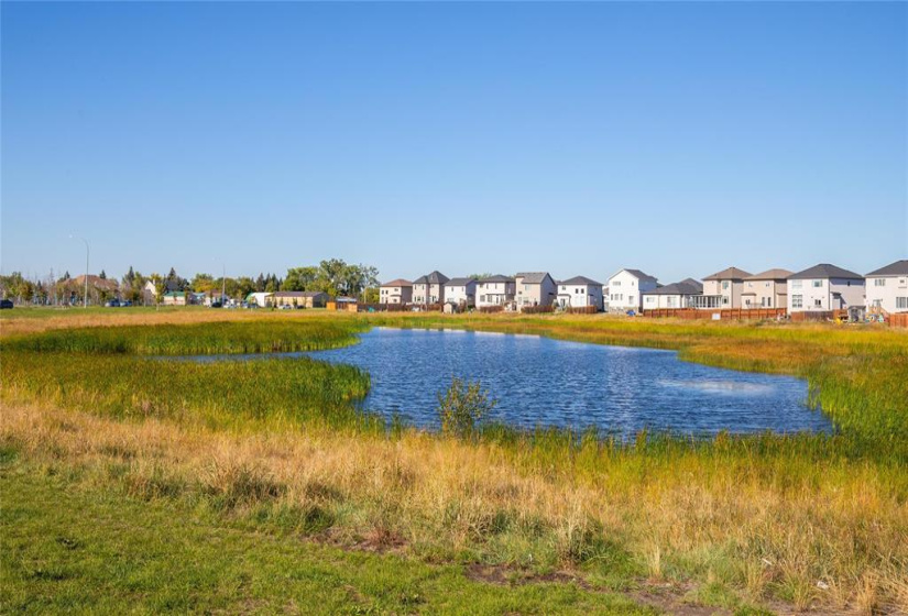 Lake like pond summertime