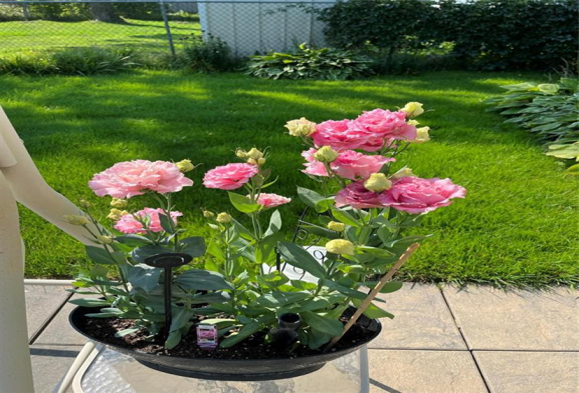 407 Olive, 2 Bedrooms Bedrooms, 7 Rooms Rooms,1 BathroomBathrooms,Residential,For Sale,Olive