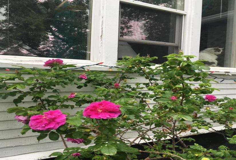 369 Stella, 3 Bedrooms Bedrooms, 9 Rooms Rooms,1 BathroomBathrooms,Residential,For Sale,Stella