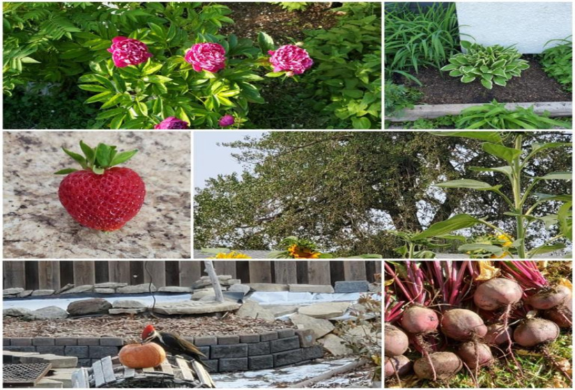 20 Maplehurst, 3 Bedrooms Bedrooms, 11 Rooms Rooms,1 BathroomBathrooms,Residential,For Sale,Maplehurst