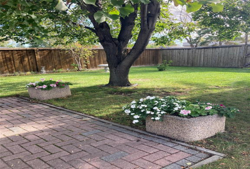 Backyard in the summer.