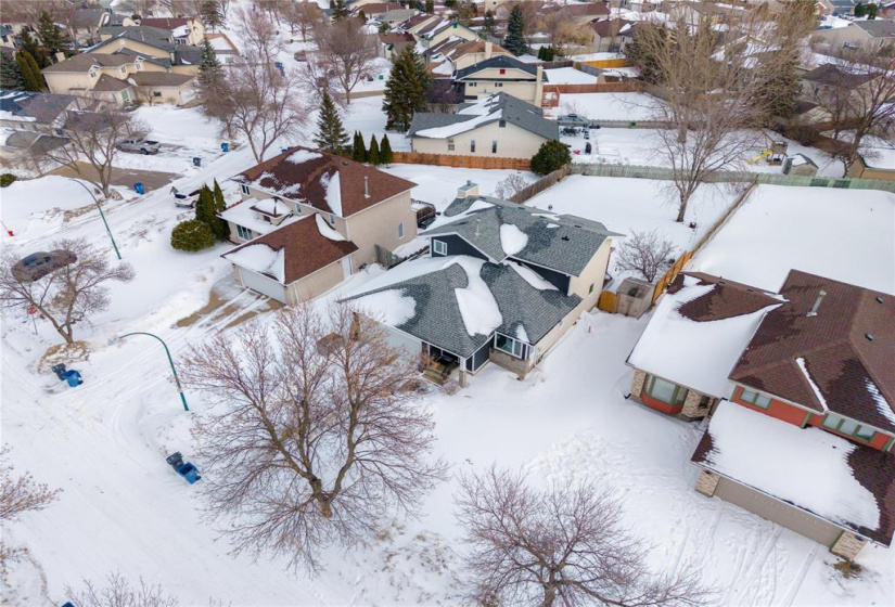 Mature Trees in an Established Neighbourhood